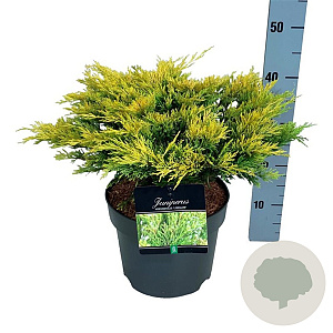 Juniperus h. 'Limeglow' 30-40 cm 6,5L