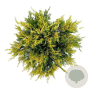 Juniperus h. 'Limeglow' 30-40 cm 6,5L