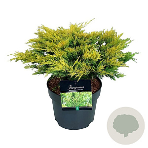 Juniperus h. 'Limeglow' 30-40 cm 6,5L