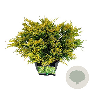 Juniperus h. 'Limeglow' 30-40 cm 6,5L
