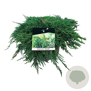 Juniperus h. 'Pancake' 30-40 cm 6,5L