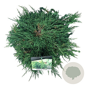 Juniperus h. 'Pancake' 30-40 cm 6,5L