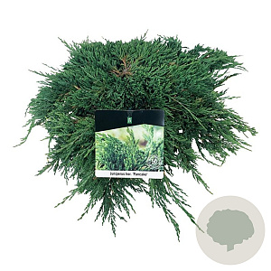Juniperus h. 'Pancake' 30-40 cm 6,5L