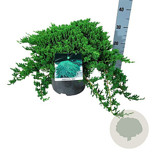 Juniperus procumbens 'Nana' 40-50 cm 6L