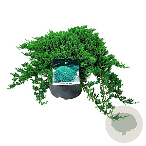 Juniperus procumbens 'Nana' 40-50 cm 6L