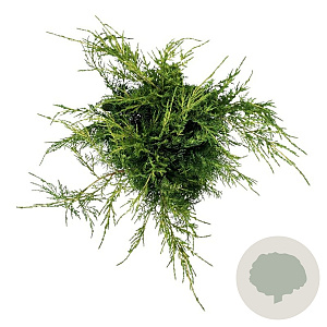 Juniperus pf. 'Pfitzeriana Aurea' 40-50 cm 6L