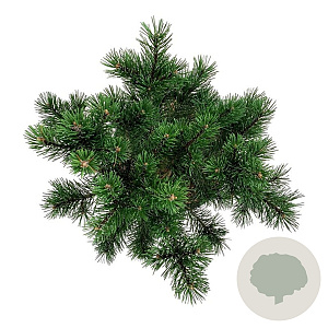 Pinus mugo 'Gnom' 30-40 cm 6,5L