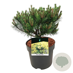 Pinus mugo 'Ophir' 30-40 cm 6,5L