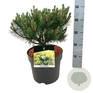 Pinus mugo 'Ophir' 30-40 cm 6,5L
