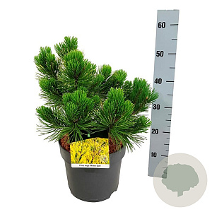 Pinus mugo 'Winter Gold' 30-40 cm 6,5L