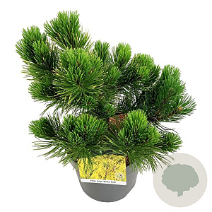 Pinus mugo 'Winter Gold' 30-40 cm 6,5L