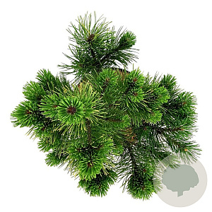 Pinus mugo 'Winter Gold' 30-40 cm 6,5L