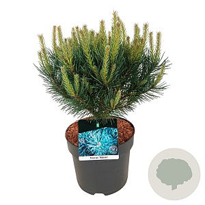 Pinus sylv. 'Watereri' 30-40 cm 6,5L