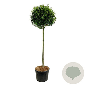 Prunus l. 'Angustifolia' 180 cm stam cont. 130L extra
