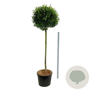 Prunus l. 'Angustifolia' 180 cm stam cont. 130L extra
