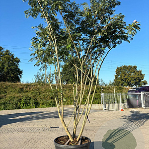 Albizia julibr. Ombrella 300-350 cm cont. 130L meerstammig