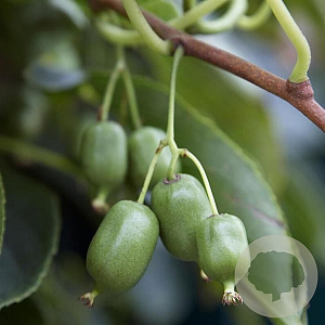 Actinidia arguta 'Super Issai' C1.5 wortelecht