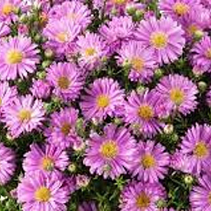 Aster (D) Alpha Light Pink GM P9