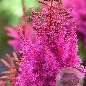 Astilbe 'Maggie Daley' GM 2,0L
