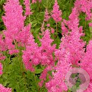 Astilbe (J) 'Rheinland' GM 2,0L