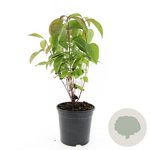 Cornus sericea 'Kelseyi' GM C1.3