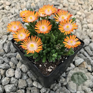 Delosperma 'Jewel of Desert Topaz' GM P9