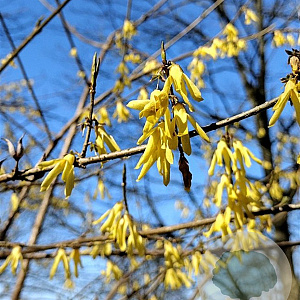 Forsythia suspensa fortunei GM P9
