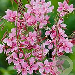 Gaura lindheimeri 'Siskiyou Pink' GM 2,0L