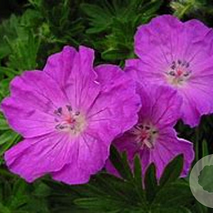 Geranium sanguineum C1.5 wortelecht