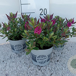 Hebe All Blooms Challenger C1.5 wortelecht