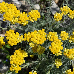Helichrysum italicum 'Currykraut' GM P9