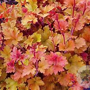 Heuchera 'Marmalade' C1.5 wortelecht