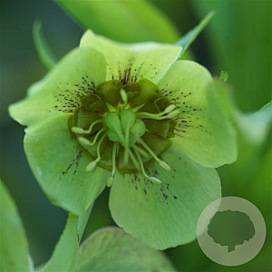 Helleborus orientalis 'Geel' C1.5 wortelecht