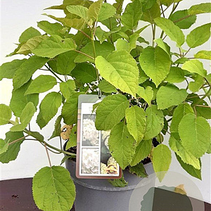 Hydrangea a. 'Annabelle' GM C5