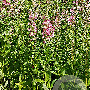 Lythrum sal. 'Pink Blush' GM P9