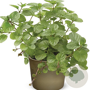 Mentha x piperita 'Orangen Mint' GM P9