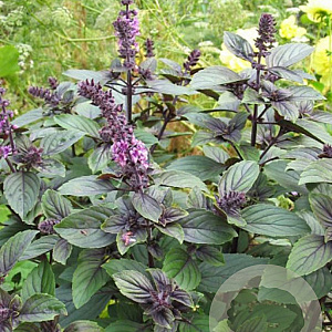 Ocimum basilicum 'Magic Blue' GM P9
