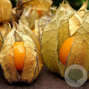 Physalis peruviana 'Little Buddha' C1.5 wortelecht