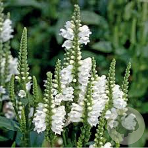 Physostegia v. 'Cristal Peak White' GM 2,0L