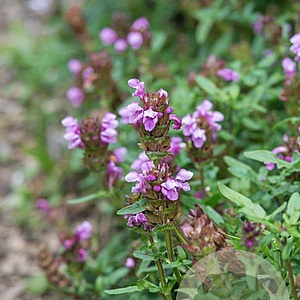Prunella w. 'Gruss Aus Isernhagen' GM P9