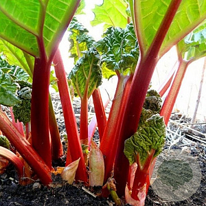 Rheum rhabarbarum 'Victoria' C1.5 wortelecht