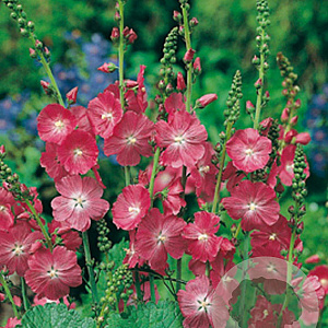 Sidalcea 'Partygirl' GM P9