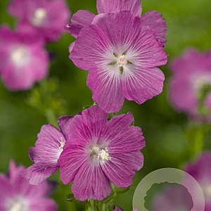 Sidalcea 'Partygirl' GM P9