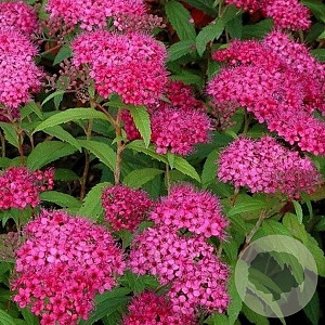 Spiraea jap. 'Dart's Red' GM C1.3