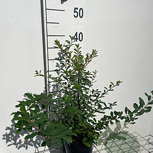Spiraea nipp. 'Snowmound' GM C1.3