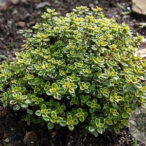 Thymus citriodorus 'Lemon Variegata' GM P9