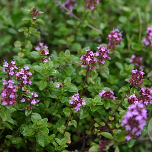 Thymus pulegioides 'Tabor' GM P9