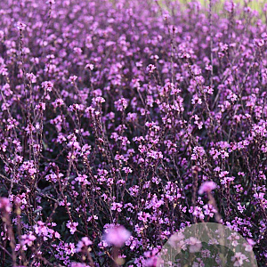 Verbena officinalis 'Bampton' GM P9