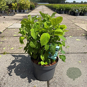Hydrangea a. 'Annabelle' 40-50 cm 10L