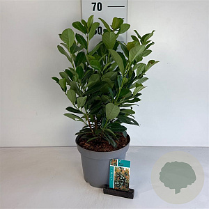 Prunus l. Bonaparte 50-60 cm 5,0L
